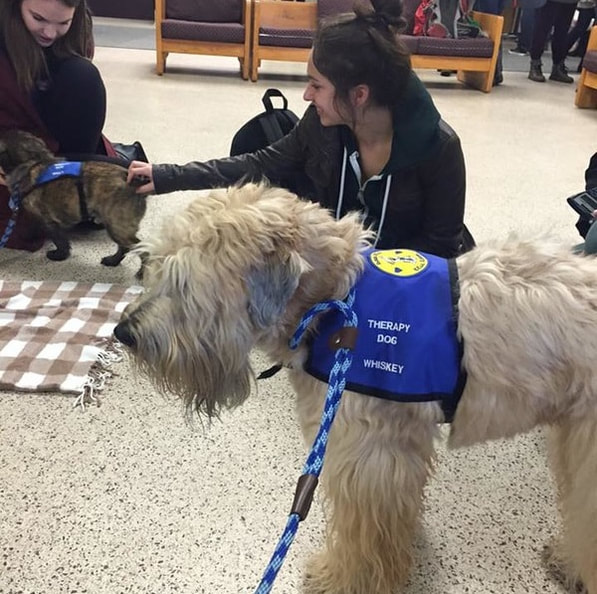 Therapy dogs