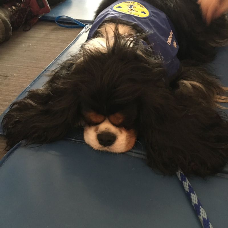 Cooper the therapy dog (Cavalier King Charles Spaniel) visiting Concordia University